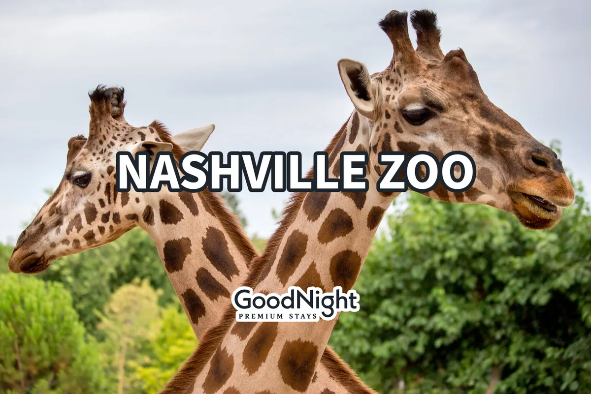 This image captures giraffes in a lush, green setting at the Nashville Zoo under a clear sky. Families and children can be imagined enjoying close encounters with the animals, surrounded by vibrant foliage.